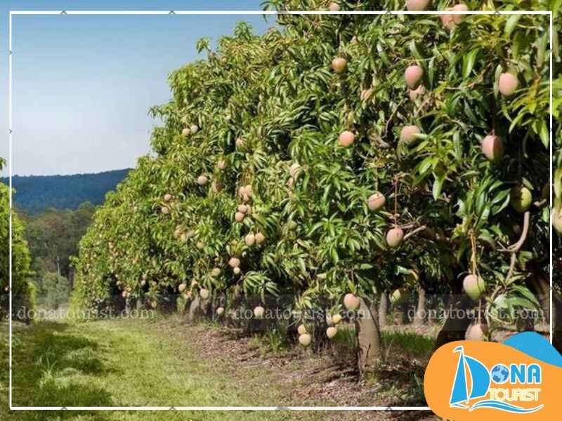 vuon-trai-cay-hon-sam-nha-trang.jpg (76 KB)