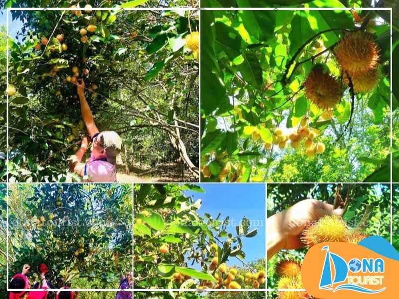 thien-duong-trai-cay-khu-du-lich-nhan-tam.jpg (97 KB)