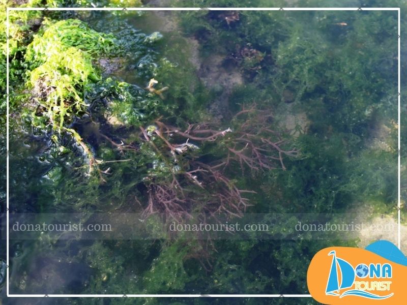 luu-y-tham-quan-bai-reu-xanh-lang-tu-thien.jpg (107 KB)