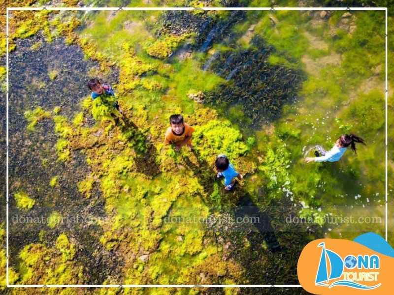 nhip-song-tai-bai-reu-xanh-lang-tu-thien.jpg (80 KB)