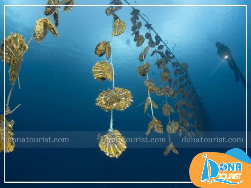 Quy trình nuôi cấy ngọc trai quy-trinh-nuoi-ngoc-trai.jpg (67 KB)