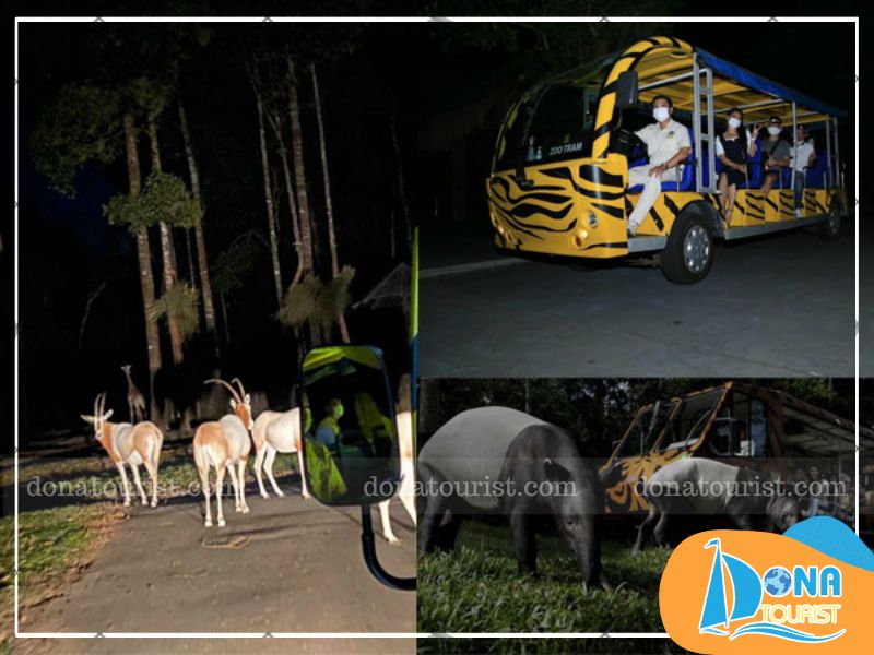 kham-pha-the-gioi-dong-vat-ve-dem.jpg (85 KB)