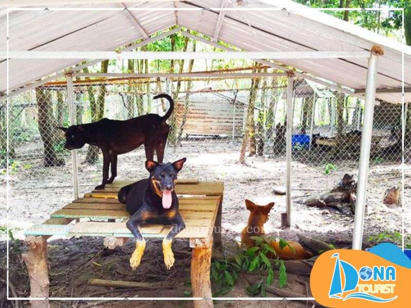 Trung tâm bảo tồn chó xoáy Phú Quốc Cội Nguồn, thị trấn Đông Dương coi-nguon-trung-tam-bao-ton-cho-xoay-phu-quoc.jpg (90 KB)