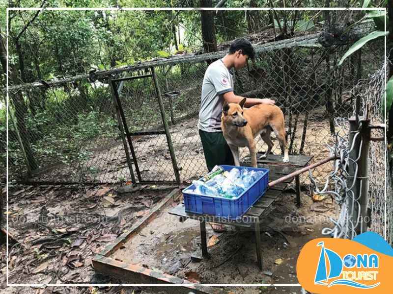 Những chú chó xoáy Phú Quốc được chăm sóc chu đáo hinh-anh-cho-xoay-phu-quoc-2.jpg (87 KB)