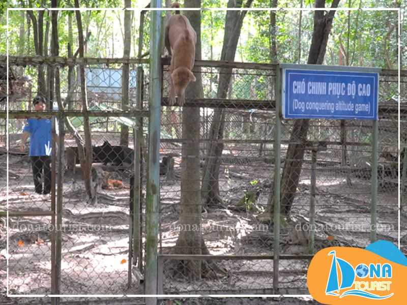 Chó xoáy Phú Quốc thuần chủng, sở hữu những tập tính độc đáo, khác biệt hoàn toàn so với các loài khác vi-sao-cho-xoay-phu-quoc-la-quoc-khuyen.jpg (76 KB)