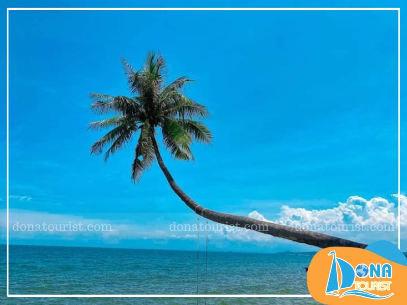 Cây dừa nghiêng Mũi Né tận hưởng cảm giác hòa mình vào thiên nhiên Cây dừa nghiêng Mũi Né tận hưởng cảm giác hòa mình vào thiên nhiên